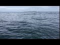 Storm Petrels on Shearwater Tours - Baltimore