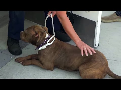 Dog Euthanasia - Louis Theroux's LA Stories: City of Dogs - BBC