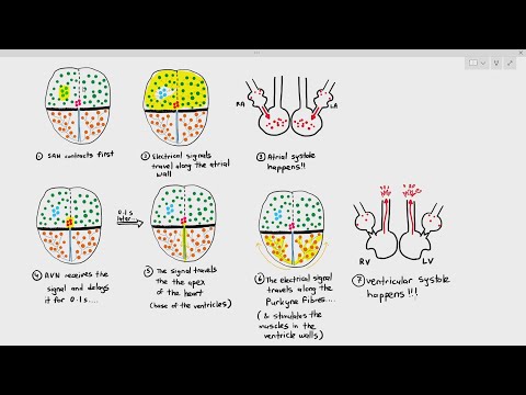 8-17 Controlling the heartbeat (Cambridge AS & A Level Biology, 9700)