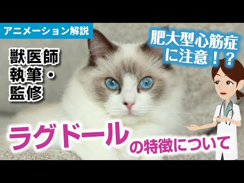 ラグドール猫 - 最も一般的な病気