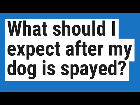 What should I expect after my dog is spayed?