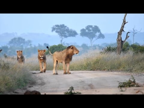 The Amazing Rise of the Tintswalo Male Lions | Princes of the Manyeleti