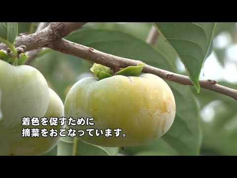 20200923柿生育状況
