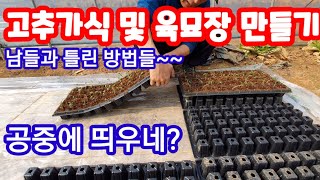 고추육묘장 및 고추가식(이식)  고추파종12일후 고추재배방법 귀농귀촌