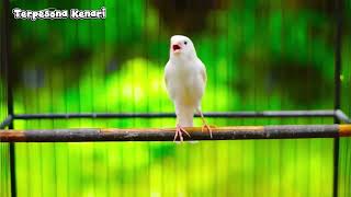 Download lagu Terpesona Kenari,,,Kenari Gacor mp3