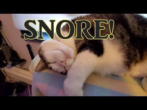My cat snores so loud she'll wake you up! (sound on)