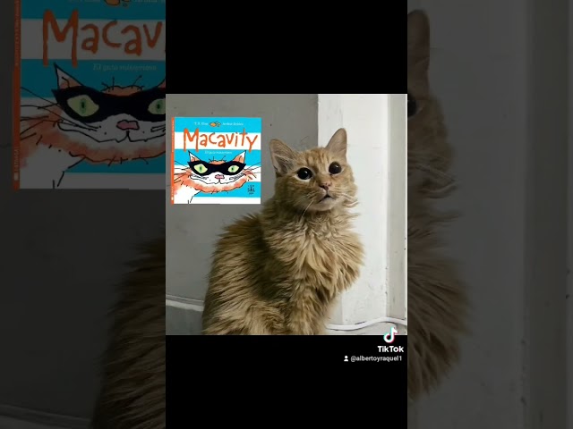 Vídeo relacionado con Who's the Classiest Cat?: 9 (Coco the Cat)