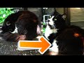 The Tuxedo Cat Sleeps Because It Is Hungry Adorable Cats