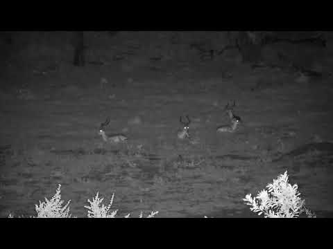 Djuma: Impala rams resting at shallow end of dam - 21:00 - 11/20/2022
