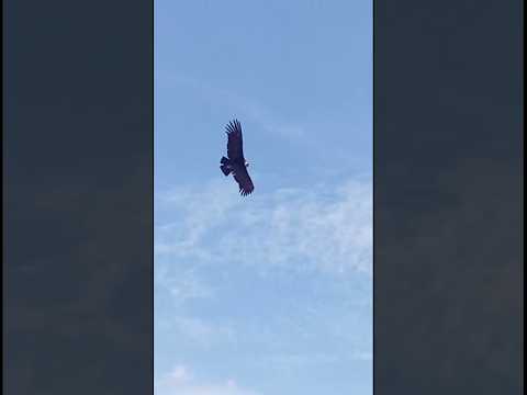 📍San Antonio de Chingavillán, Contumazá, hubo avistamiento de un cóndor #caxape #chiletepe