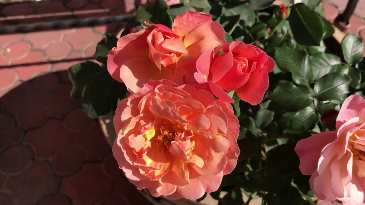 РОЗА Мари Кюри Meilland 1997г