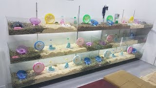 Download lagu 鼠村改建 (完成版) 16个仓鼠笼, 1个豚鼠笼... mp3