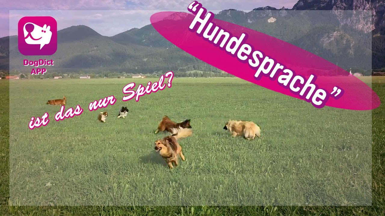Folge 14: Hundesprache: Ist das nur Spiel?