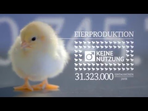 InOvo - Das Forschungsprojekt zur Geschlechtsbestimmung im Ei