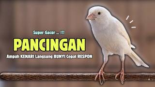 Download lagu Kenari GACOR Panjang Suara PANCINGAN Kenari PAUD Belajar Bunyi Ngeriwik | Masteran Kenari Paud #705 mp3