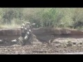 Huge Male Lion Kills Wildebeest After River Crossing