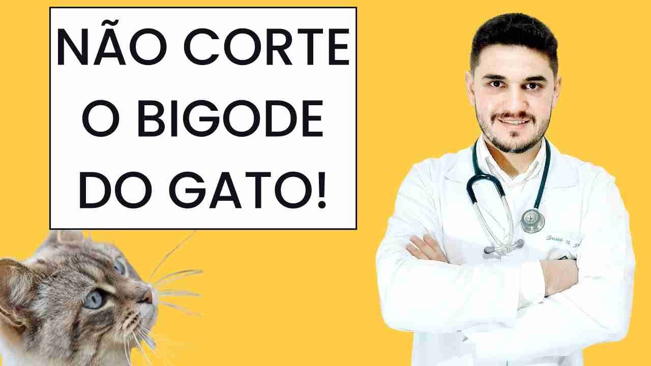 Assistir agora Qual O Nome Científico Do Bigode Do Gato Qual O Nome Científico Do Bigode Do Gato