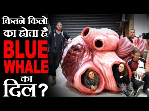 कितना बड़ा होता है ब्लू व्हेल का दिल? - amazing random facts