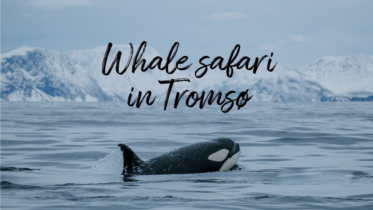 Discover a sneak peek of whale watching tour in Arctic fjords.