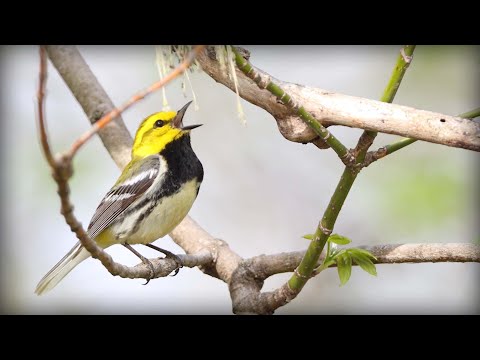Horárik zelený (Setophaga virens) — správanie, biotop a hlas