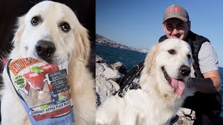 My Funny Dog Walks On the Beach and Eats His Favorite Treats