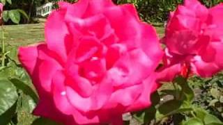 My Life is No Bed of Roses