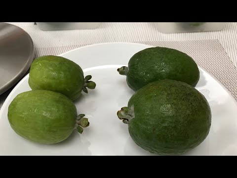 Triumph and Mammoth varieties of pineapple guava / feijoa directly compared.