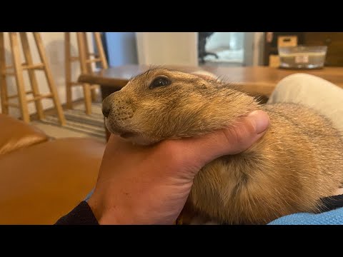 YouTube video about: Can prairie dogs be potty trained?