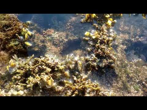 Beautiful Amazing creatures under the sea