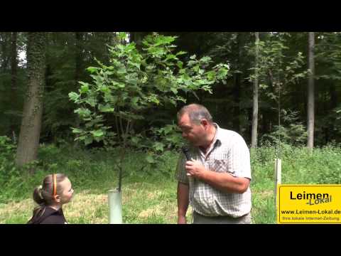 Natur zu Netz Initiative Leimen - Elsbeere