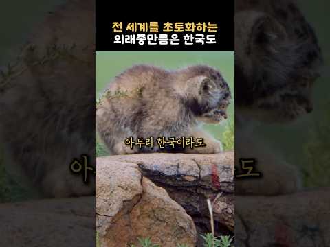 도저히 막을 수 없다던 외래종을 한국 생태계에 풀어놓자 충격적인 반응