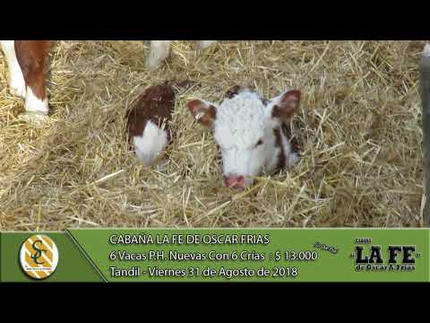 31-08-18 Venta de vientres Angus y Hereford Generales - Cabaña La Fe de Oscar A. Frias - Tandil