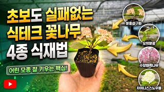 식테크 꽃나무4종! 초보도 실패없는 식재방법! 분홍설구화,모학분꽃,수양때죽나무,차이니스스노우볼