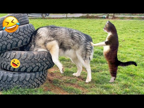 Meilleurs chiens et chats de l'année    jusqu'à présent 2024 😹🐶