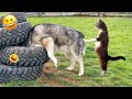 Meilleurs Chiens Et Chats De L Année Jusqu à Présent 2024