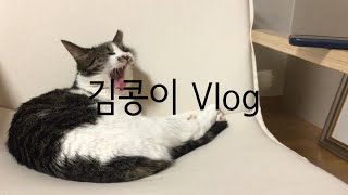 김콩이 브이로그ㅣ고양이에게 에픽하이(Epik high)-Lullaby For A Cat 들려주기