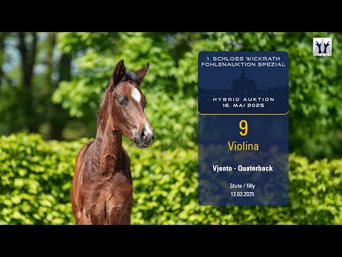 1. Schloss Wickrath Fohlenauktion SPEZIAL Lot 09 Violina Stute v. Vjento - Quaterback