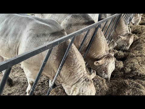 Fattening of Charolais breed bulls.