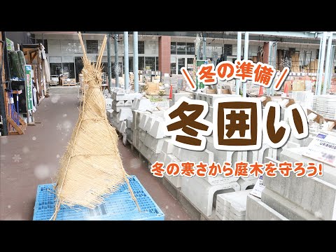 キョウチクトウを霜から守る方法は？冬を乗り切るための 4 つの簡単なアクション  庭園