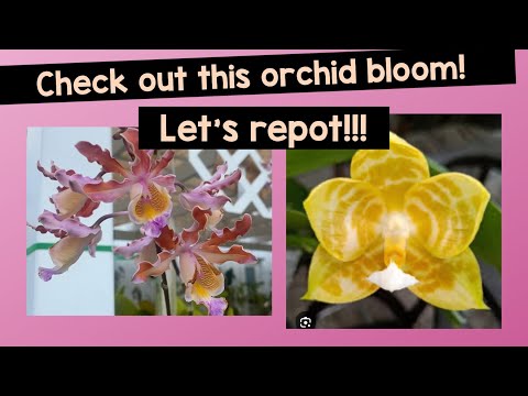 Fabulous Orchid Bloom and Satisfying Repot from HC Orchids