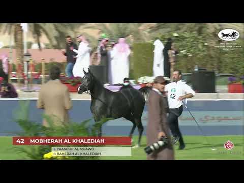 N 42 MOBHERAH AL KHALEDIAH   2021 KING ABDULAZIZ ARABIAN HORSE CENTER SHOW   Yearling Fillies Class