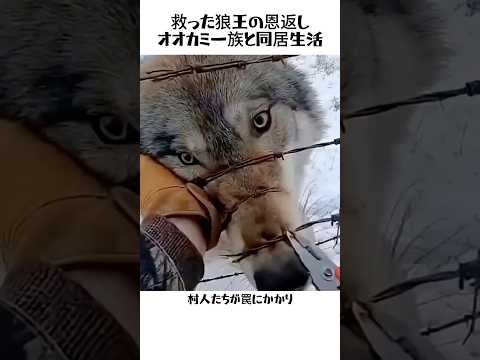 世界中が息をのんだ野生の狼王を「ソリ狼」にしてしまった動物訓練士とオオカミ一族の奇跡#オオカミ#狼王#動物の感動エピソード#野生動物#奇跡の絆#ソリ犬#動物訓練士#海外の反応#心温まる動画#雑学