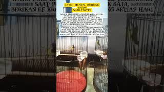 Download lagu Tips cara melatih mental burung sogon agar fighter #shots #sogon #kicaumania #sogonmjl #fyp mp3 Download lagu Tips cara melatih mental burung sogon agar fighter #shots #sogon #kicaumania #sogonmjl #fyp mp3