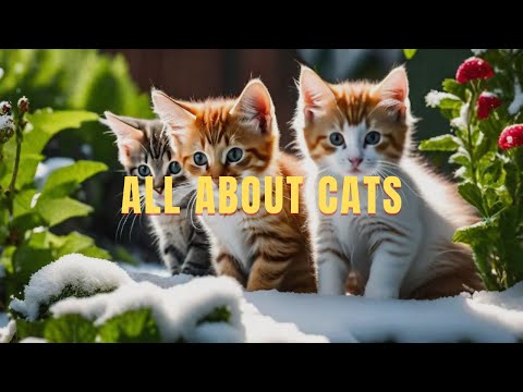 All About Cats | Episode 1 | Arun HS