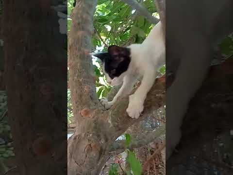 Charmy Baba na #cat #kitten #cute #funny