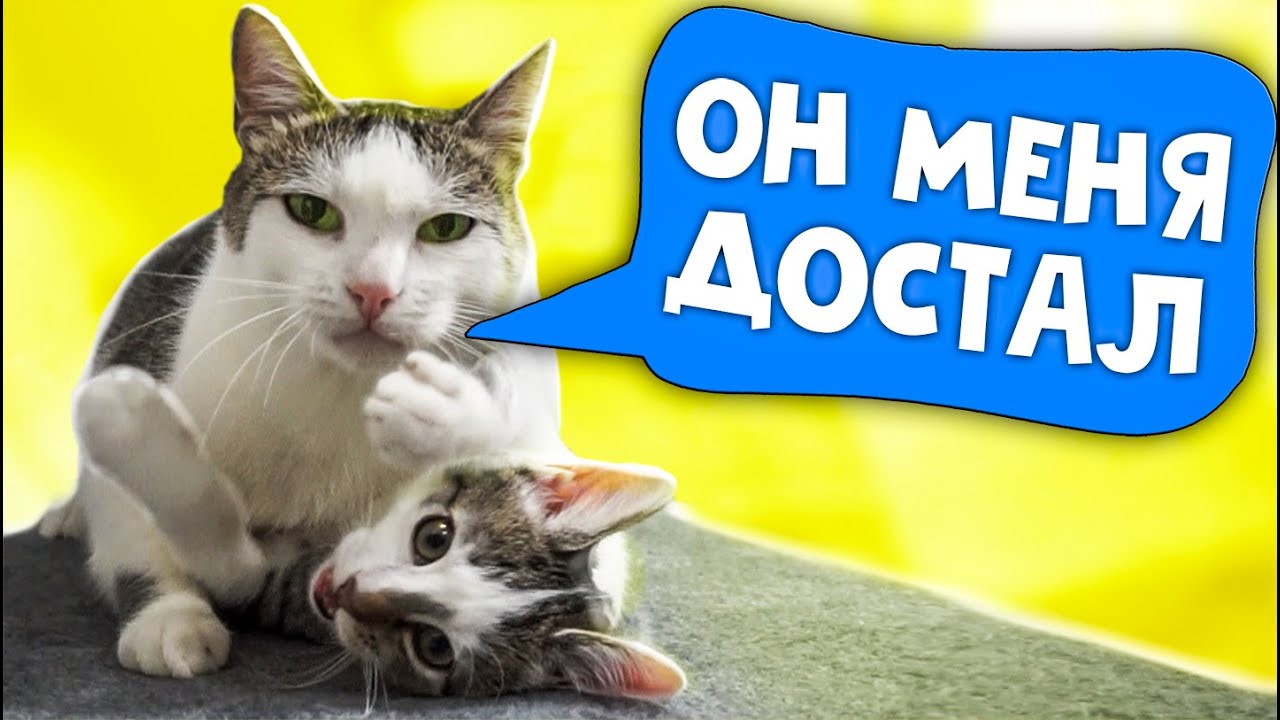 У нас проблемы. Еще один день со спасенным котенком / SANI vlog