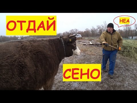 Посылка от Василька / Поставили камеру в коровник / Коровы теперь дома