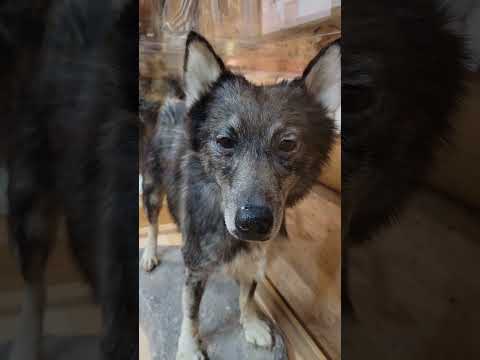 Na sede da Iditarod para conhecer o Togo!!