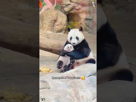 Sweet Moments: Panda Mom and Baby😘❤️#panda #cuteanimals#foryou #love #cute #relax #fyp #baby