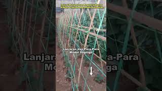 Download lagu Three Low-Cost Trellis Models for Climbing Plants #shorts mp3 Download lagu Three Low-Cost Trellis Models for Climbing Plants #shorts mp3
